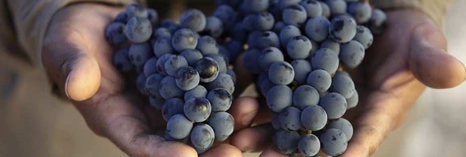 curso de vinos